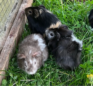 Meerschweinchen Böcke, Jungtiere Bild 10