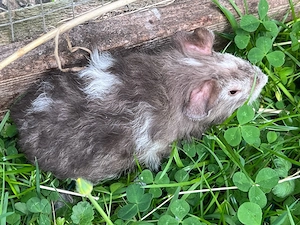 Meerschweinchen Böcke, Jungtiere Bild 4