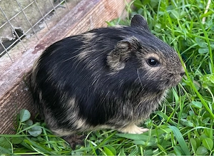 Meerschweinchen Böcke, Jungtiere Bild 6
