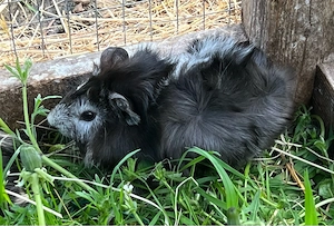 Meerschweinchen Böcke, Jungtiere Bild 2