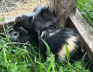 Meerschweinchen Böcke, Jungtiere Bild 7