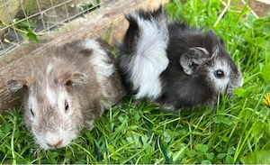 Meerschweinchen Böcke, Jungtiere Bild 5