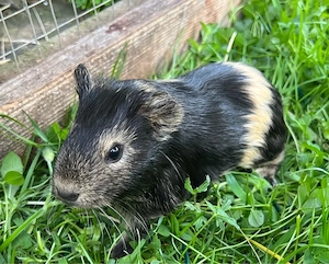 Meerschweinchen Böcke, Jungtiere Bild 3