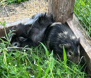 Meerschweinchen Böcke, Jungtiere Bild 9