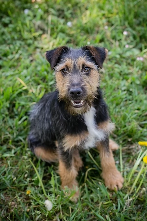 Chip-Nr. 255394 - Ich bin lieb, zugänglich, sozial und offen den Menschen gegenüber