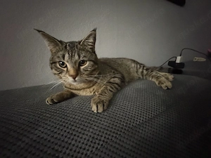 1 jahr alte katze abzugeben 