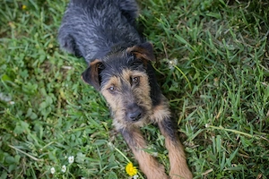 *PERCY* - Ich bin lieb, zugänglich, sozial und offen den Menschen gegenüber