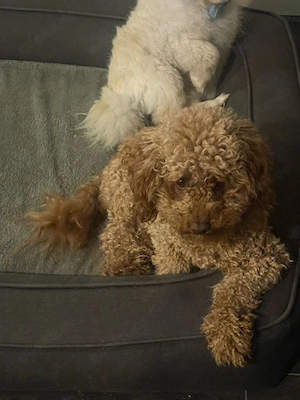 Süßer kleiner roter Pudel (weiblich, 2 Jahre alt) abzugeben