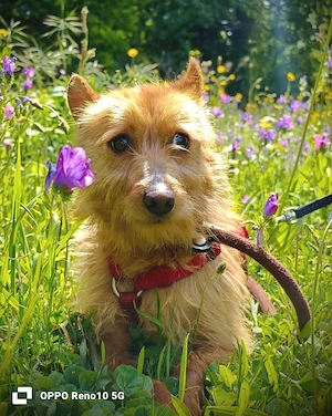 MOONY    eine zarte Seele sucht ihre Herzensmenschen