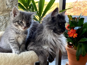 wunderschöne Maine Coon Kitten Kätzchen 