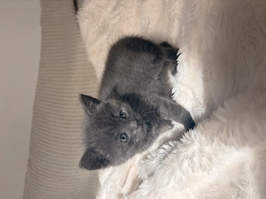 Bkh mix Kitten weiblich 