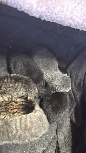 BKH (mischung mit EKH) Katzen 