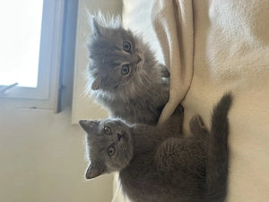 Britisch kurzhaar Kitten zu verkaufen 