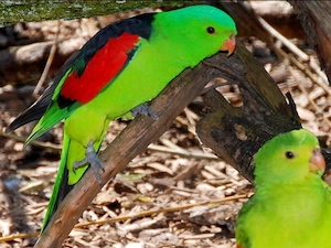 suche Rotflügelsittich 1.1