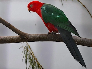 Suche Königssittich 1.1