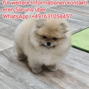 Zwergspitz Pomeranian Welpen ,reinrassig, liebevoll aufgezogen
