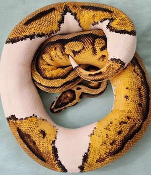 0,1 Pastel Orange dream Piebald het.Clown von 2023