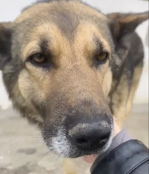 Georgie braucht ein richtiges Zuhause Bild 3