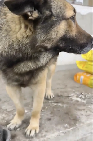 Georgie braucht ein richtiges Zuhause Bild 10