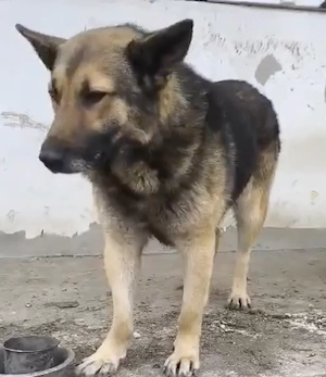 Georgie braucht ein richtiges Zuhause Bild 2