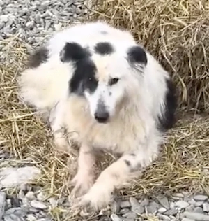 Lambada hätte gerne mehr Zuwendung