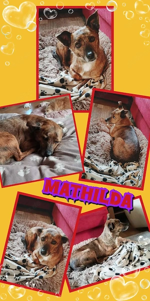 süße, kleine, unkomplizierte, sanfte Hündin "Mathilda" sucht ein liebevolles Zuhause