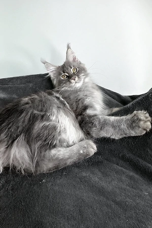 4 Monate altes weibliches Maine-Coon-Kätzchen   liebevoll, sanft , perfekt für Familien.