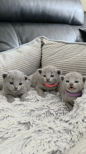 Russisch Blau Kitten 