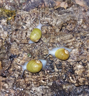 Grunzschnecken Jungtiere, Helix Aperta, Cantareus apertus