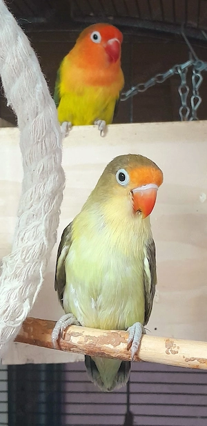 Agaporniden Pfirsichköpfchen Yellow-Face 