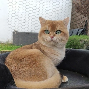 Deckkater BKH Black Golden Shell 