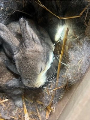 Deutsche Riesen nachwuchs 