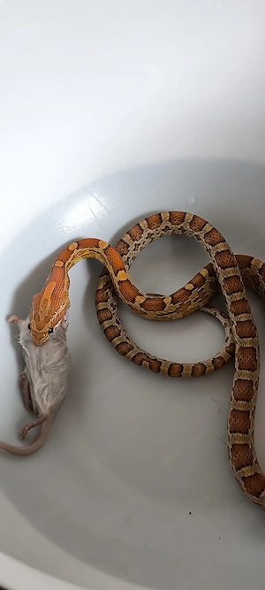 Kornnatter Männchen abzugeben