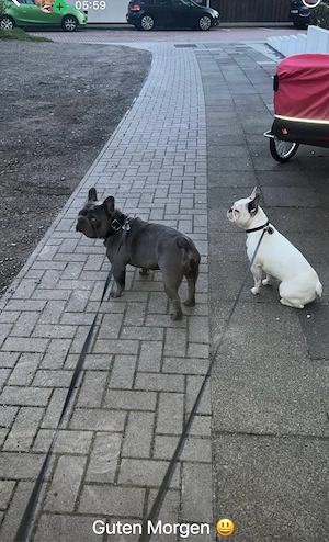 französiche Bulldogge Rüde sucht ab sofort ein zu hause 
