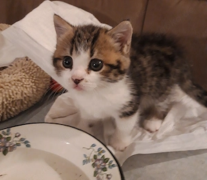 Kätzchen Britisch Kurzhaar BKH Gr.Eu. Champion Kater Katze Whiskas