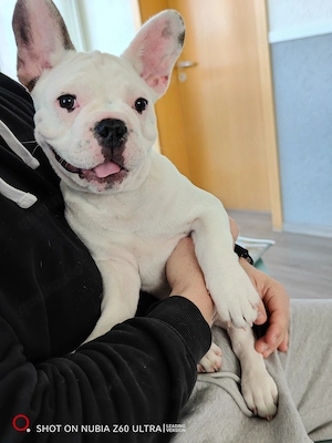Französische Bulldoggenwelpen, Französische Bulldoggen zu verkaufen 