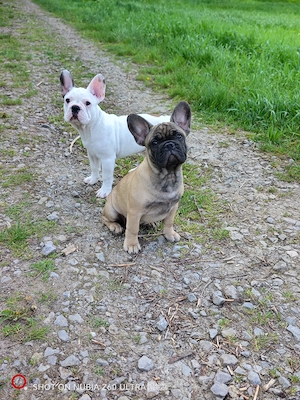 Französische Bulldoggenwelpen, Französische Bulldoggen zu verkaufen 