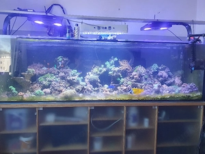 komplette aquarien abzugeben 