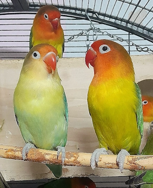 Agaporniden Pfirsichkuchen Pärchen 