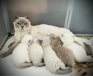 5 reinrassige BKH Kitten 