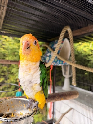 rostkappenpapagei pionites