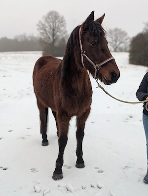 Stute Earnie sucht einen Platz als Beisteller 