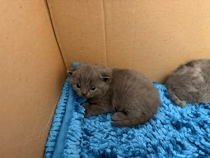 Britisch Kurzhaar Kitten