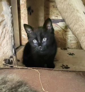 Ein kleines Kätzchen-Mädchen 