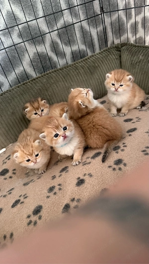 bkh kitten black golden shaded