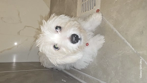 Malteser zu verkaufen 