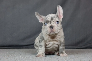 Französische Bulldoggen Welpen suchen ein Wunderschönes Zuhaue