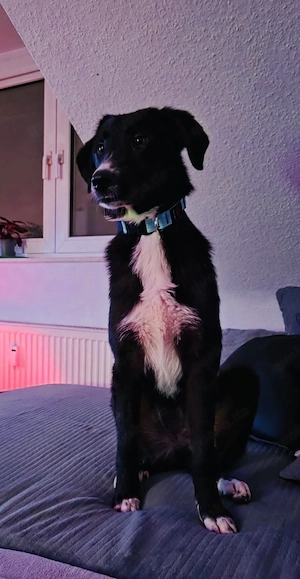 Notfall. Nele braucht dringend Hilfe