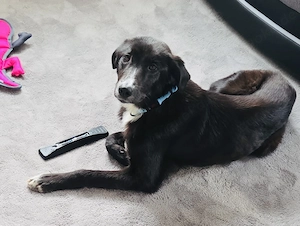 NOTFALL Nele braucht dringend ein Zuhause    Bild 5