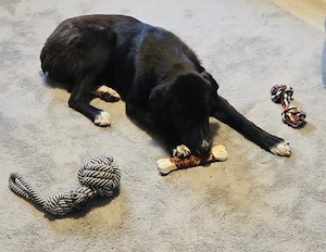 NOTFALL Nele braucht dringend ein Zuhause    Bild 4